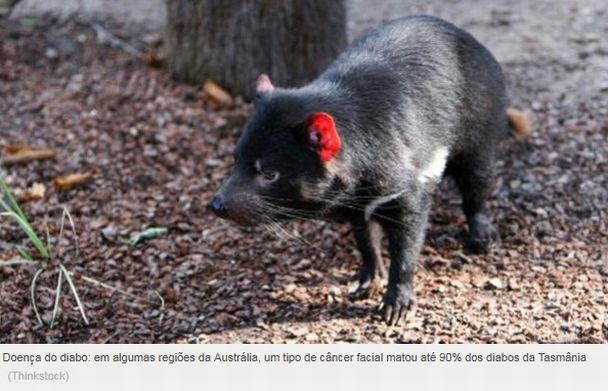 Foto/Imagem Genética pode salvar Diabo da Tasmânia da extinção Noticia Ciencia Mundo Foto/Imagem Genética pode salvar Diabo da Tasmânia da extinção Noticia Ciencia Mundo